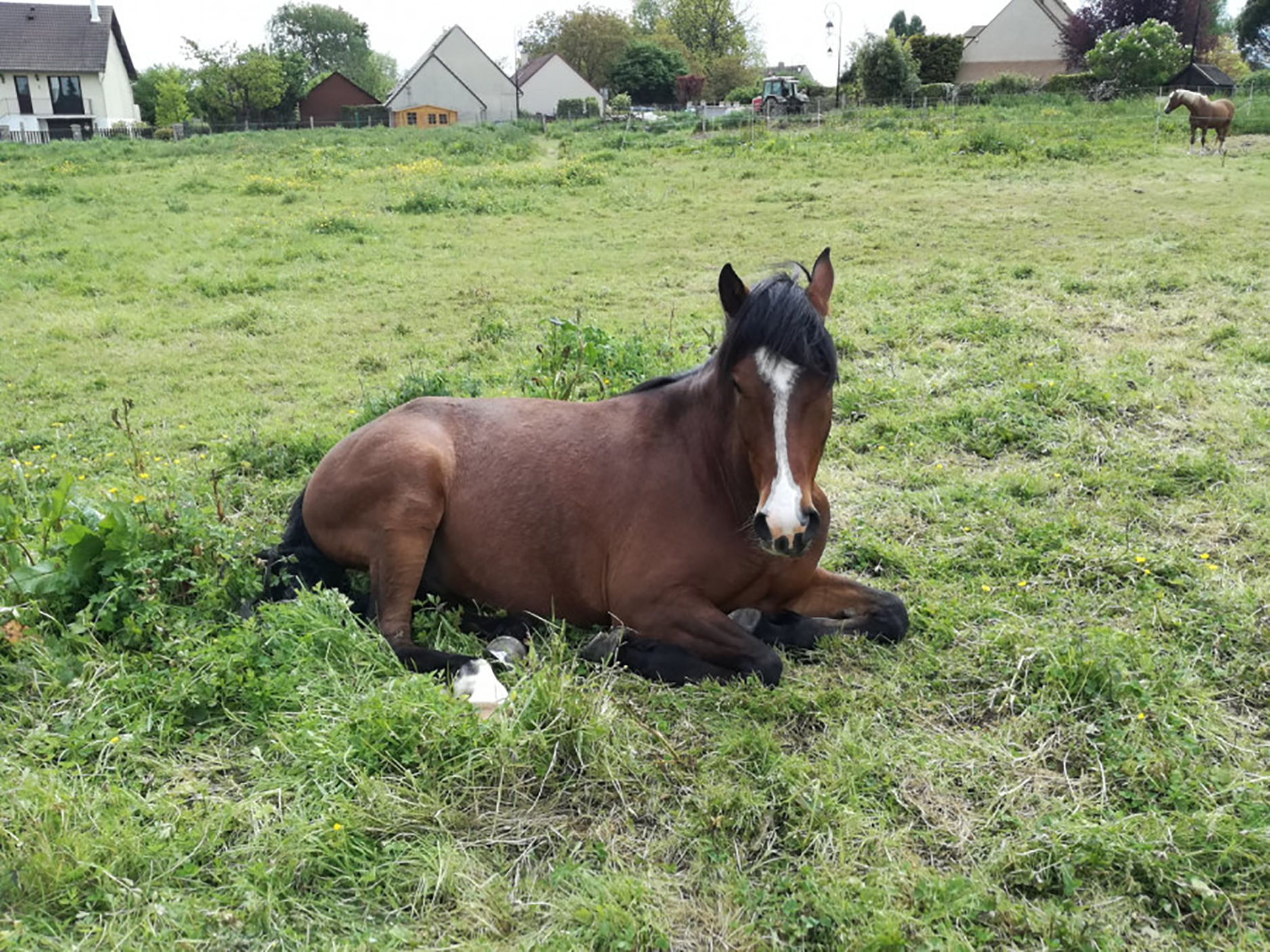 Pension chevaux en Essonne (91). Pré - Pré box