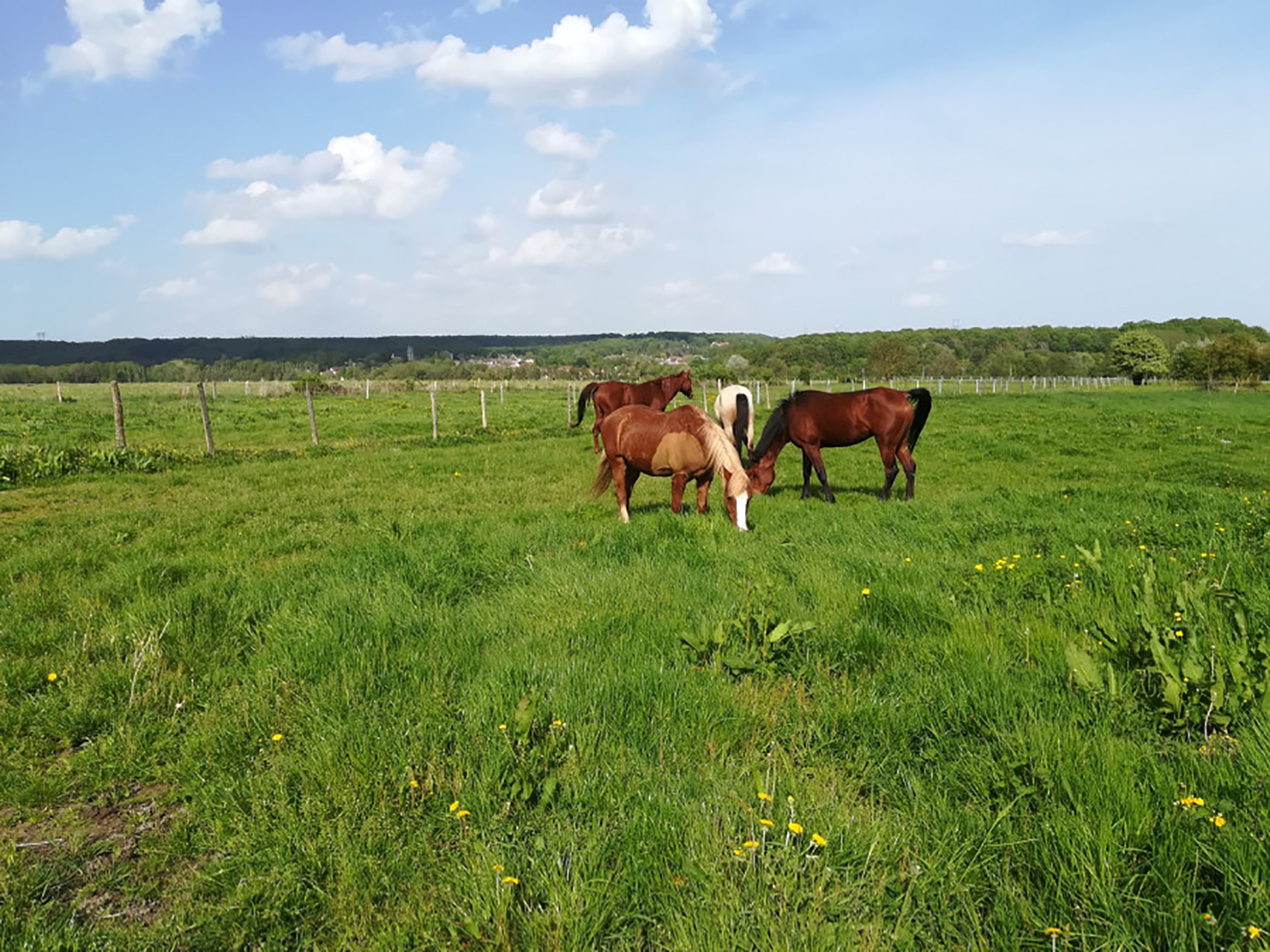 Pension chevaux en Essonne (91). Pré - Pré box