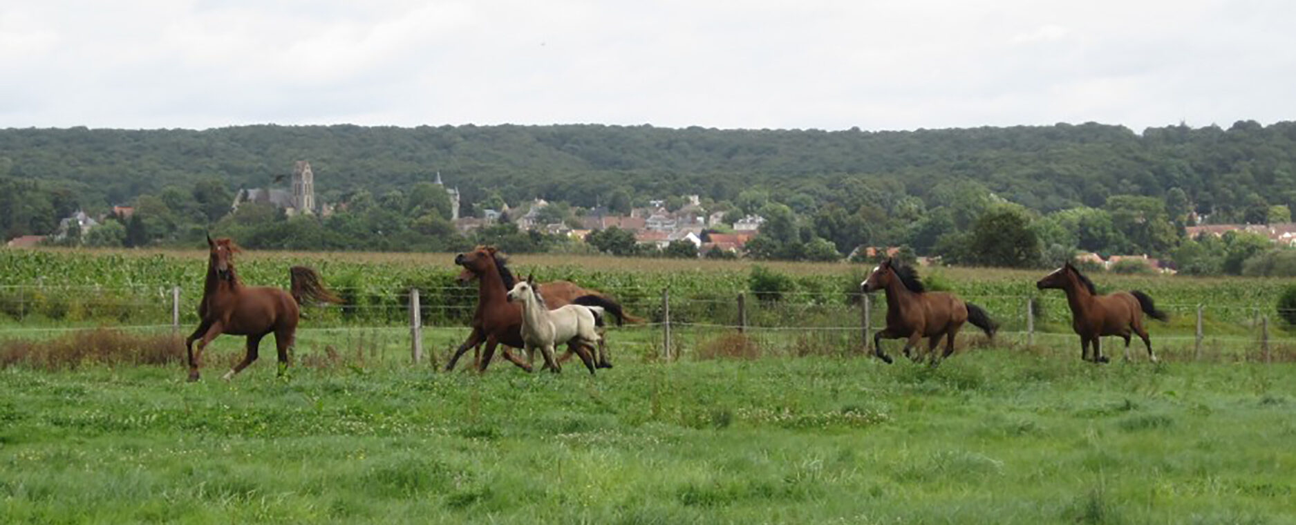 Pension chevaux en Essonne (91). Pré - Pré box